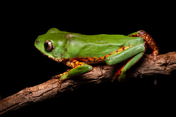 orange banded green tree frog on a tree