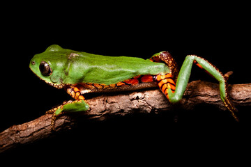 orange banded green tree frog on a tree