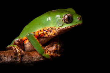 orange banded green tree frog on a tree