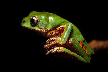 orange banded green tree frog on a tree