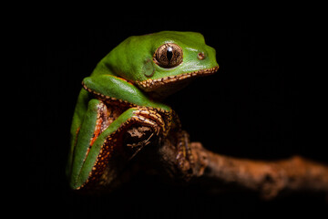 orange banded green tree frog on a tree