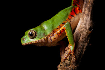 orange banded green tree frog on a tree