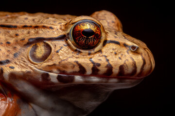 close up of a frog