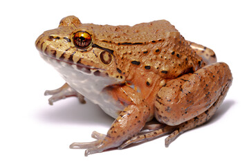 toad isolated on white