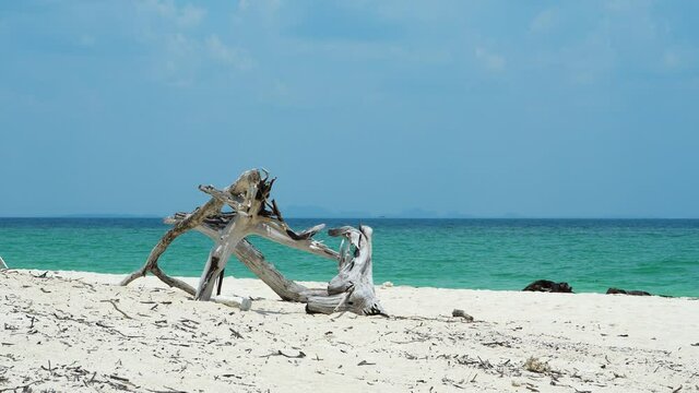Dried and weathered wooden snag lie on beach with fine sand, turquoise sea on background, slow motion shot. Black birds fly over ripply water surface. Picturesque tropical island scene