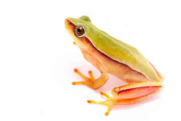 red eyes green frog on the white