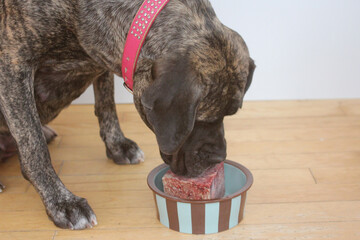 Dog eating raw food in pet dish