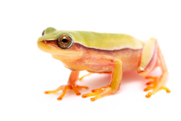 red eyes green frog on the white