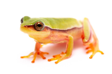red eyes green frog on the white