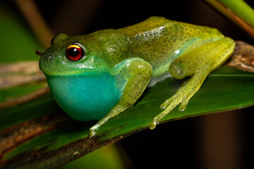 red eyes green frog on a leaf