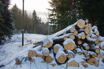 Stack of tree trunks in the winter forest