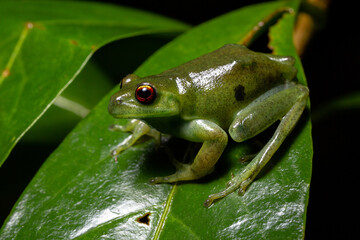 red eyes green frog on a leaf