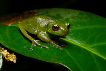 red eyes green frog on a leaf