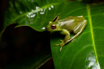 red eyes green frog on a leaf