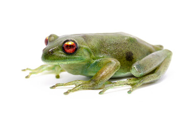 red eyes green frog on the white