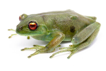 red eyes green frog on the white