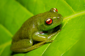 red eyes green frog on a leaf