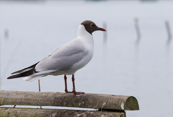 A Brown headed gull perched on a fence, Taken in England