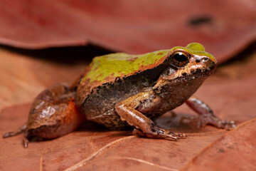 green frog on the ground