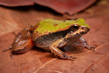 green frog on the ground