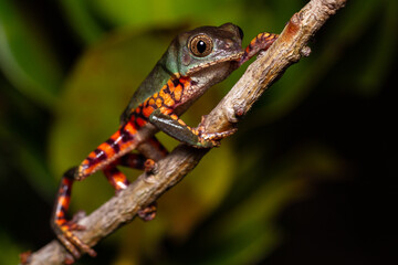green and orange frog on leaf