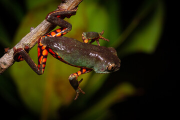 green and orange frog on leaf