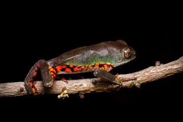 green and orange frog on leaf