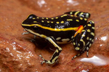 poison dart frog
