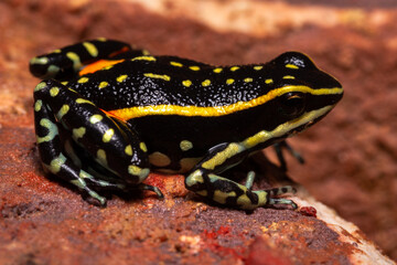 poison dart frog
