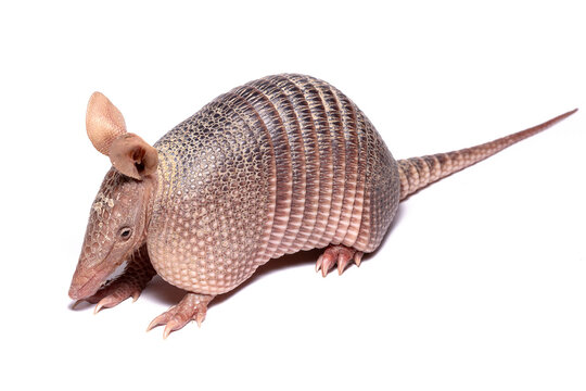 armadillo on white back ground