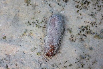 Baby seacucumber Close