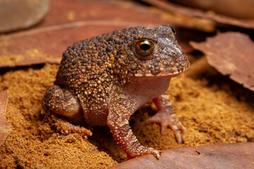 frog on back ground
