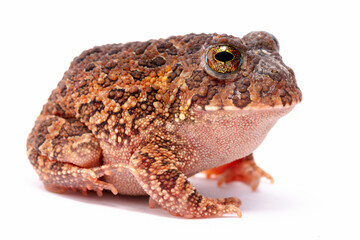 frog on back ground