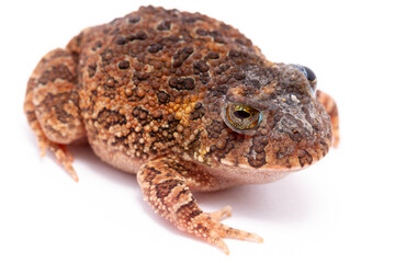frog on back ground