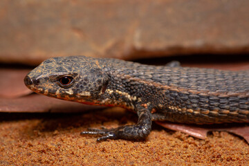lizard on the ground