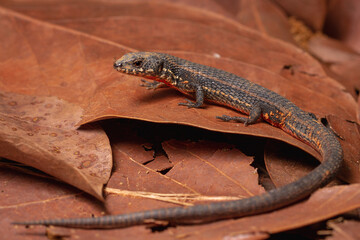 lizard on the ground