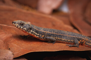 lizard on the ground