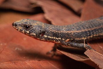 lizard on the ground