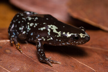 Obraz premium frog on the ground