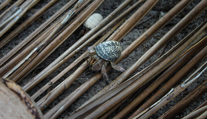Hermit Crab 4