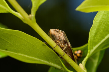 Details of a brown Foam Cicada on green leaves.