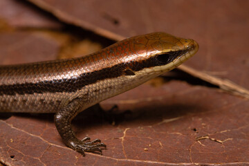 lizard on the ground