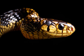 caninana snake yellow and black