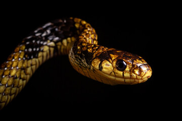 caninana snake yellow and black