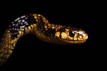 caninana snake yellow and black