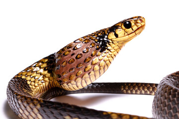caninana snake yellow and black