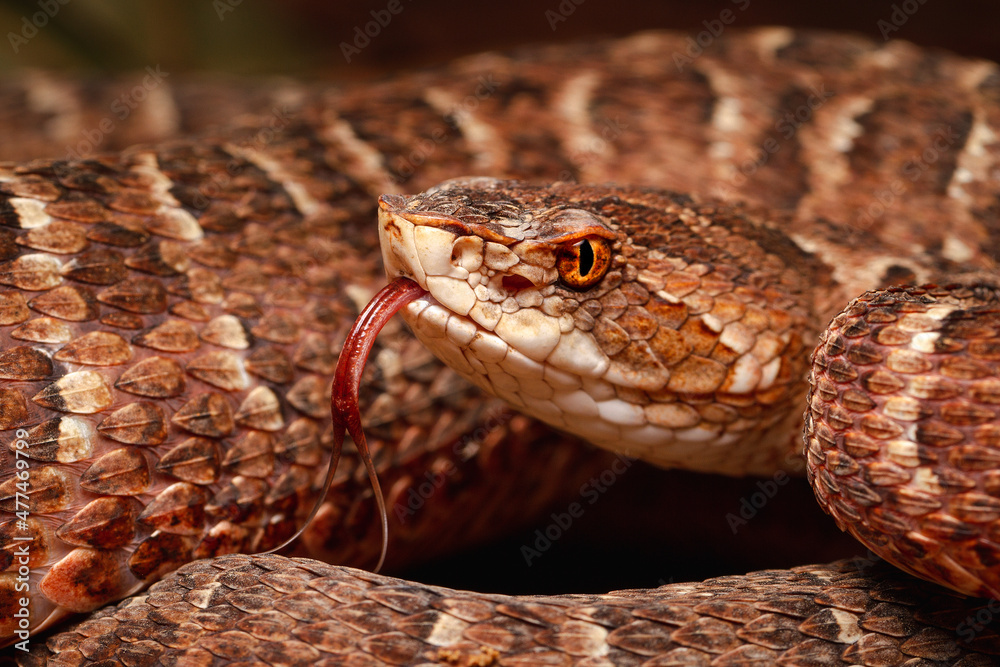 Wall mural Red lance head snake