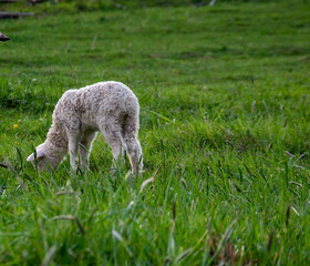 z podróży © RASSUMSEN