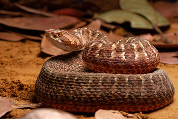 Fototapeta premium Red lance head snake