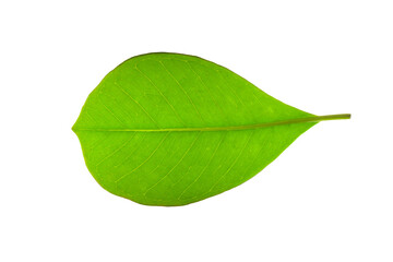 Brazilian forest plant green leaf. Amazon, Pantanal, Atlantic Forest, Southern Brazil.